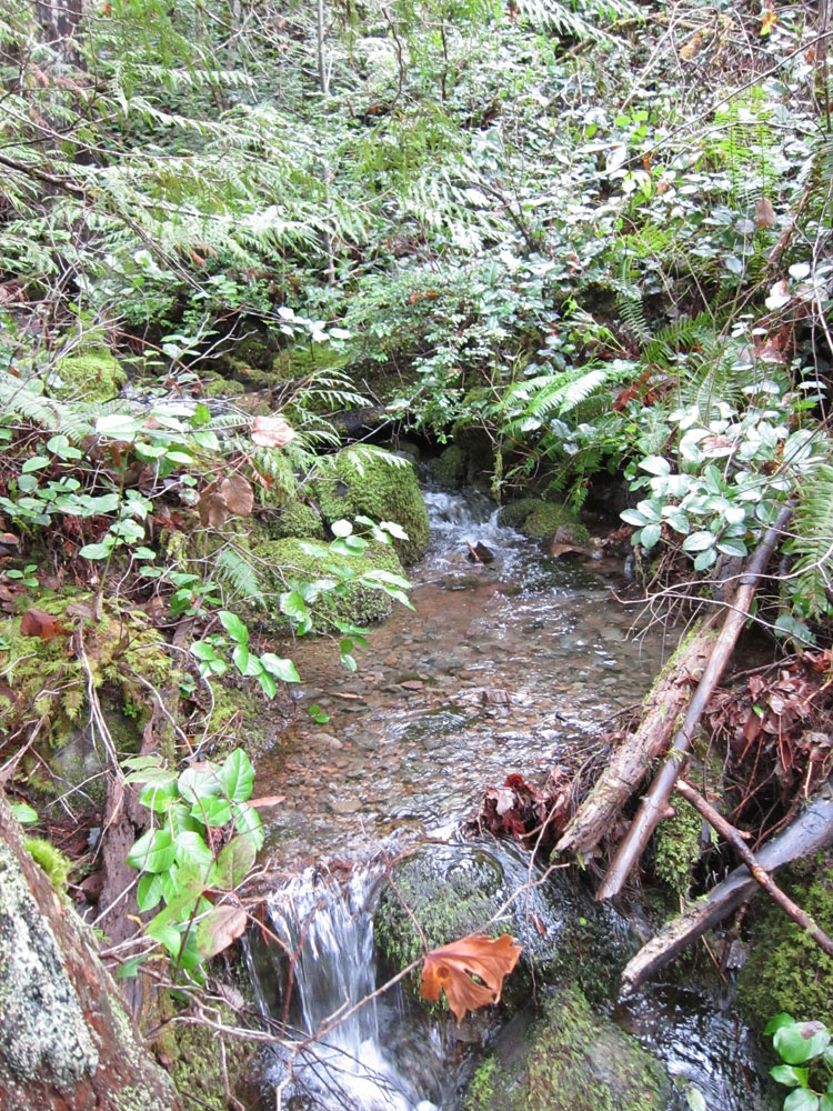 The creek running through the property.