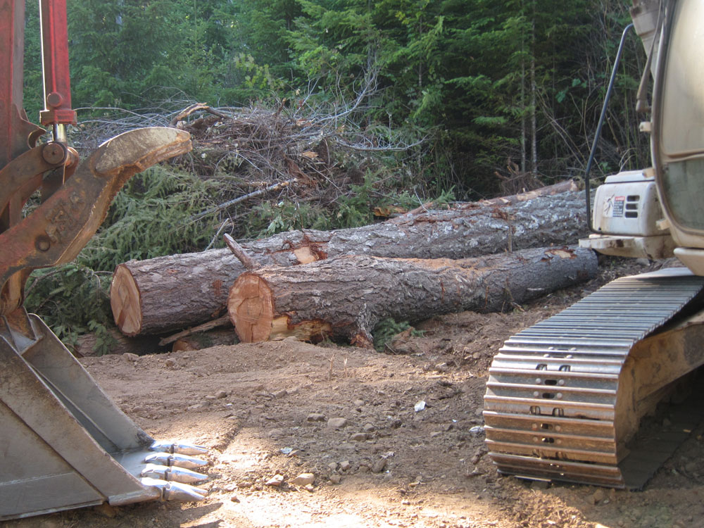 Trees downed in the making of the drain field.  This one was a beauty, but it will also make beautiful fires.